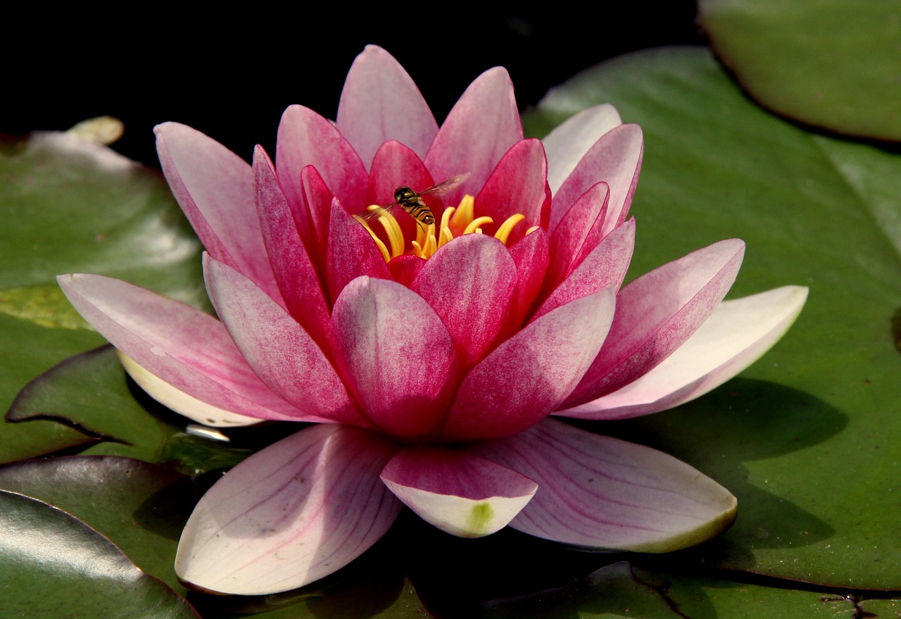 Nền, hình nền, hoa, hoa lá, flower, hoa sen, sen, lotus - WimdeGraaf