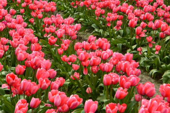 Nền, hình nền, hoa, hoa lá, flower, hoa tulip, tulip - AztecaBoy (1)