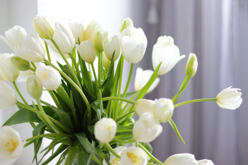 Nền, hình nền, hoa, hoa lá, flower, hoa tulip, tulip - boaphotostudio