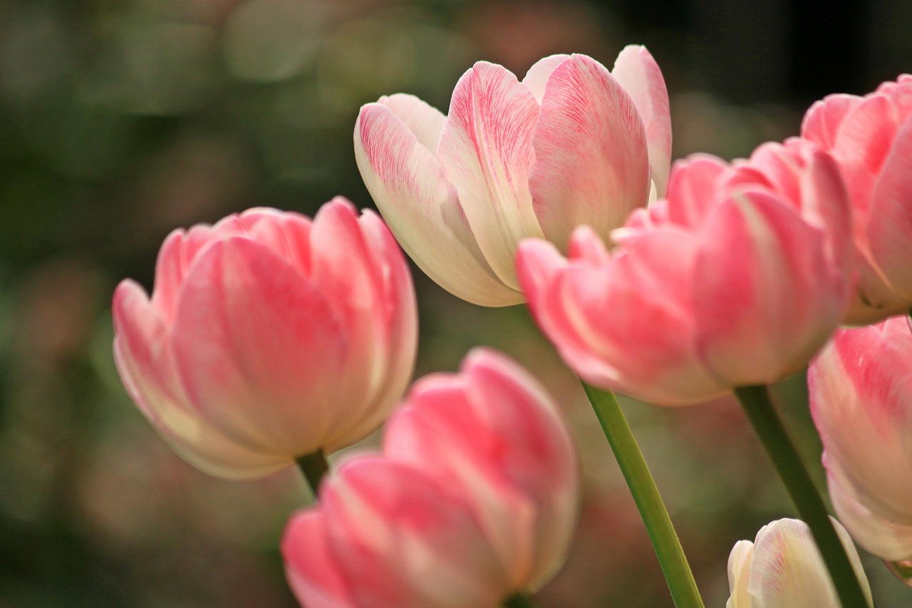 Nền, hình nền, hoa, hoa lá, flower, hoa tulip, tulip - cocoparisienne
