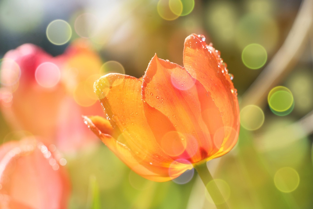 Nền, hình nền, hoa, hoa lá, flower, hoa tulip, tulip - gosiak1980