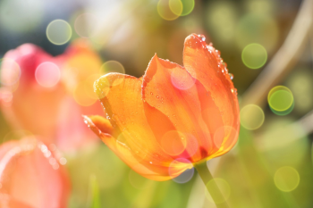 Nền, hình nền, hoa, hoa lá, flower, hoa tulip, tulip - gosiak1980