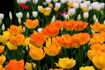 Nền, hình nền, hoa, hoa lá, flower, hoa tulip, tulip - Lancier