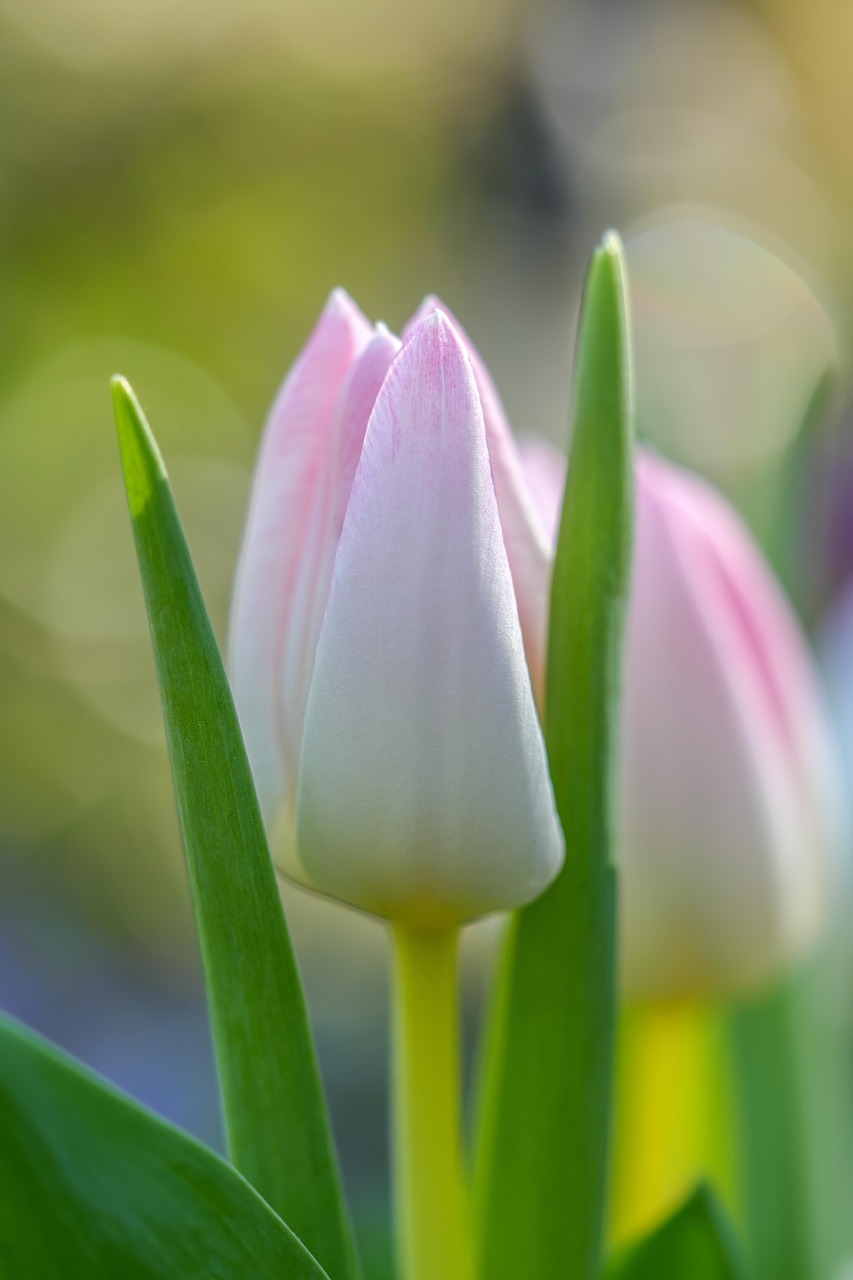 Nền, hình nền, hoa, hoa lá, flower, hoa tulip, tulip - mariya_m (2)
