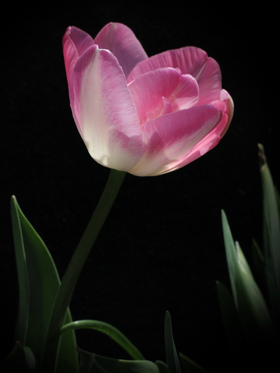Nền, hình nền, hoa, hoa lá, flower, hoa tulip, tulip - Radfotosonn