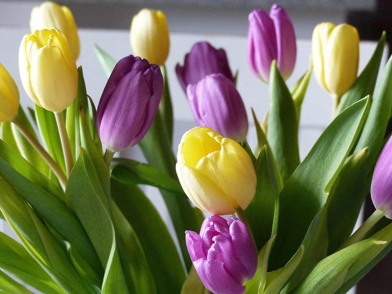 Nền, hình nền, hoa, hoa lá, flower, hoa tulip, tulip - Tingeling