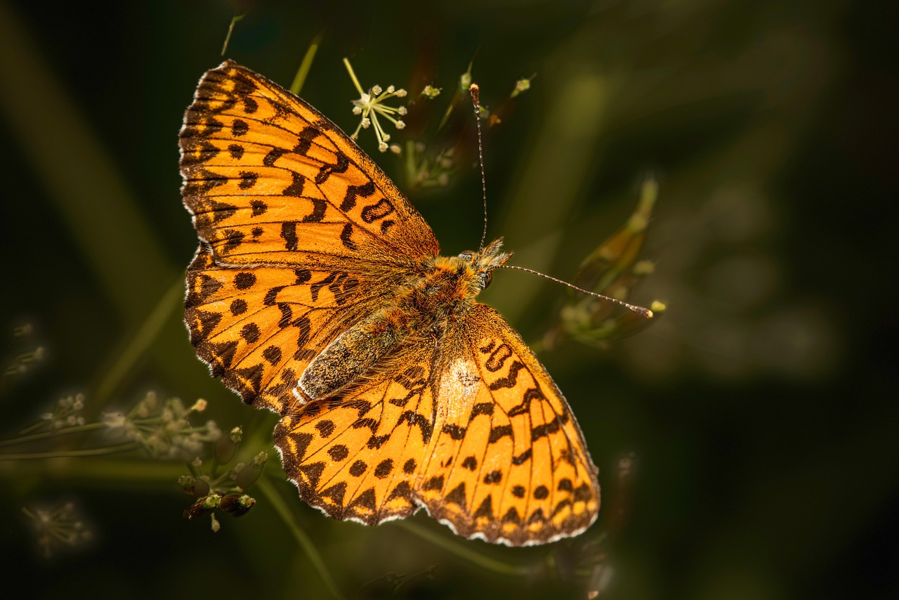 ng vật, animal, bươm bướm, butterfly - Erik_Karits