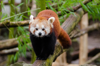 ng vật, animal, gấu trúc đỏ - janeb13