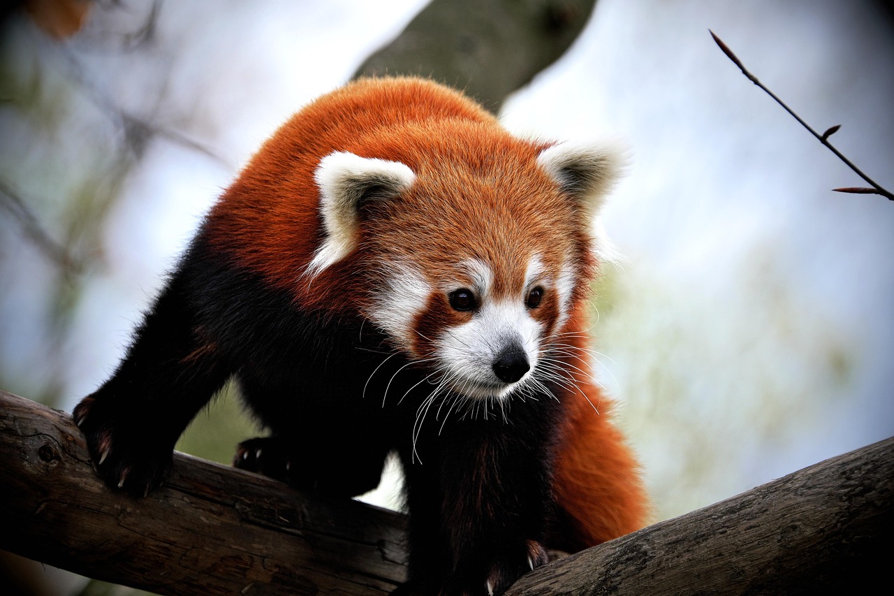 ng vật, animal, gấu trúc đỏ -  mibro