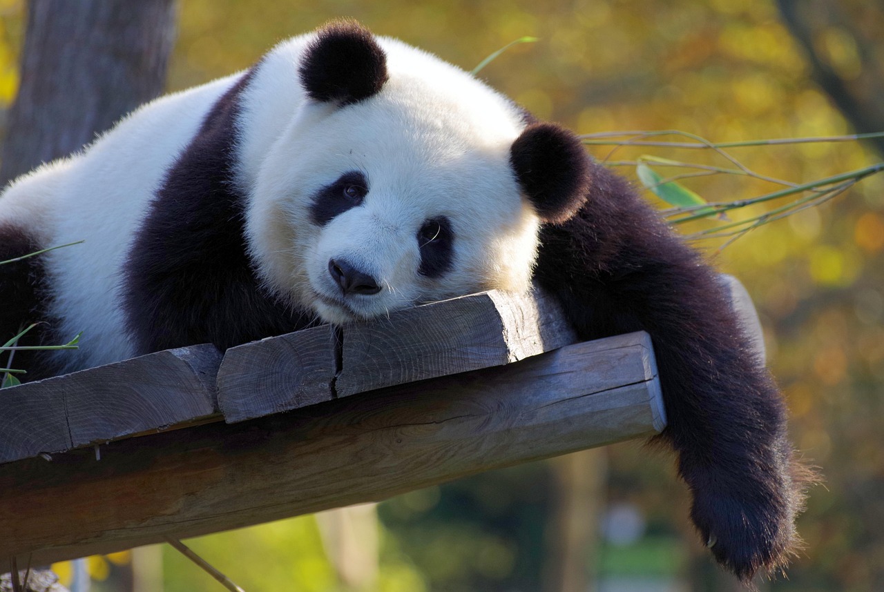 ng vật, animal, gấu trúc, panda 3