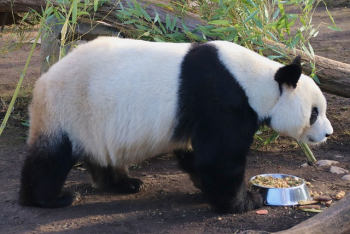 ng vật, animal, gấu trúc, panda - veverkolog