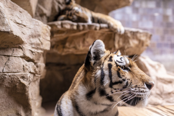 ng vật, animal, hổ, tiger, cọp - McGimp