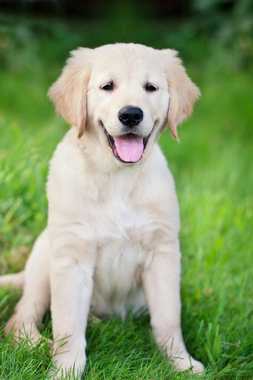 ng vật, animal, pet, thú cưng, chó, cún, dog, puppy - Chiemsee2024 (2)