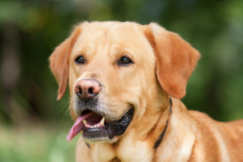 ng vật, animal, pet, thú cưng, chó, cún, dog, puppy - Chiemsee2024 (2)