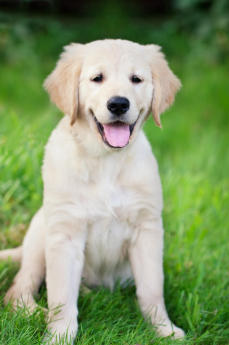 ng vật, animal, pet, thú cưng, chó, cún, dog, puppy - Chiemsee2024 2
