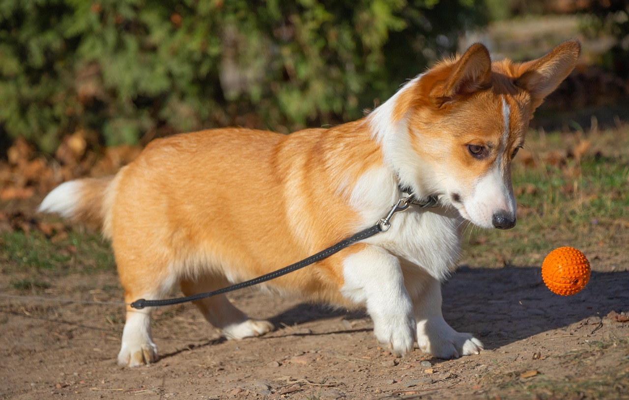 ng vật, animal, pet, thú cưng, chó, cún, dog, puppy, corgi - ElfinFox (3)