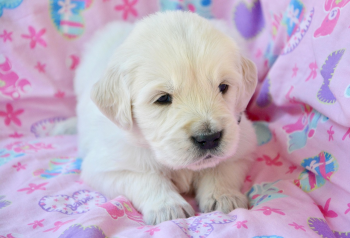 ng vật, animal, pet, thú cưng, chó, cún, dog, puppy - JACLOU-DL (5)