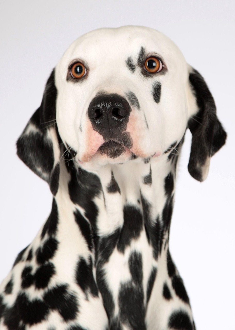 ng vật, animal, pet, thú cưng, chó, cún, dog, puppy - Lichtpuenktchen