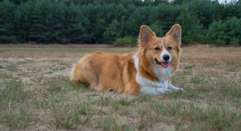ng vật, animal, pet, thú cưng, chó, cún, dog, puppy - Michel_van_der_Vegt