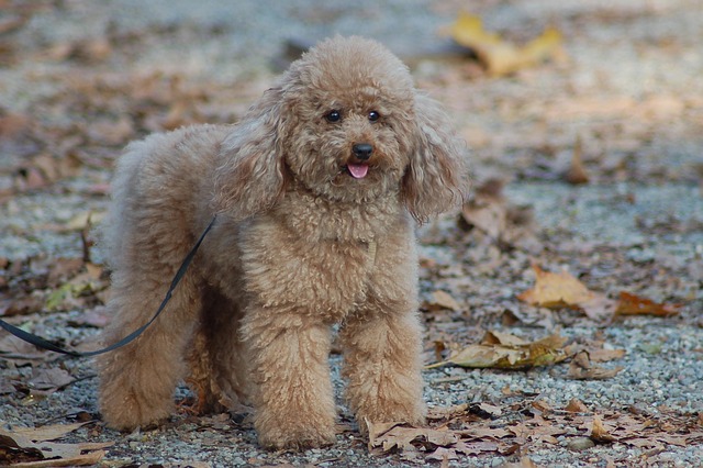 ng vật, animal, pet, thú cưng, chó, cún, dog, puppy, poodle - BARBARA808