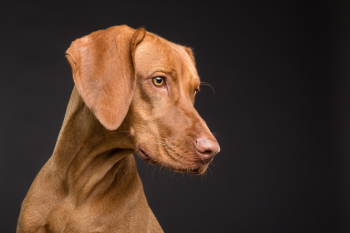 ng vật, animal, pet, thú cưng, chó, cún, dog, puppy - Vizslafotozas (2)