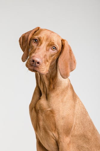 ng vật, animal, pet, thú cưng, chó, cún, dog, puppy - Vizslafotozas 1