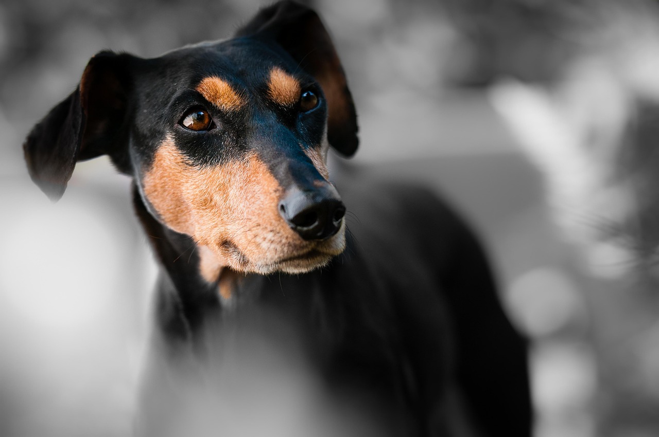 ng vật, animal, pet, thú cưng, chó, cún, dog, puppy - wiggijo