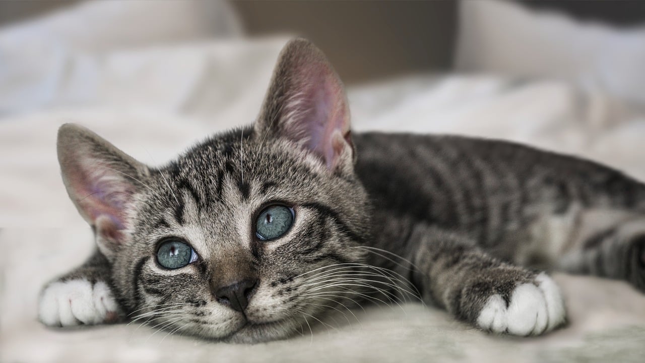 ng vật, animal, pet, thú cưng, mèo, cat - Alexas_Fotos (4)