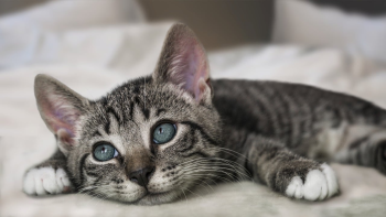 ng vật, animal, pet, thú cưng, mèo, cat - Alexas_Fotos (4)
