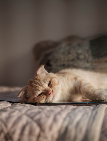 ng vật, animal, pet, thú cưng, mèo, cat - AntiM_