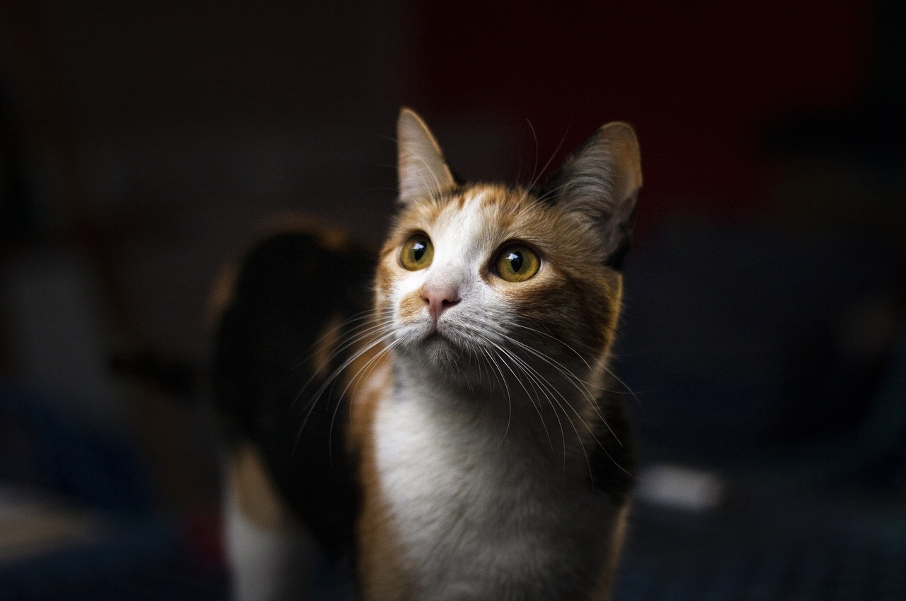 ng vật, animal, pet, thú cưng, mèo, cat - bambi2192