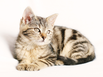 ng vật, animal, pet, thú cưng, mèo, cat - Chiemsee2024 (4)