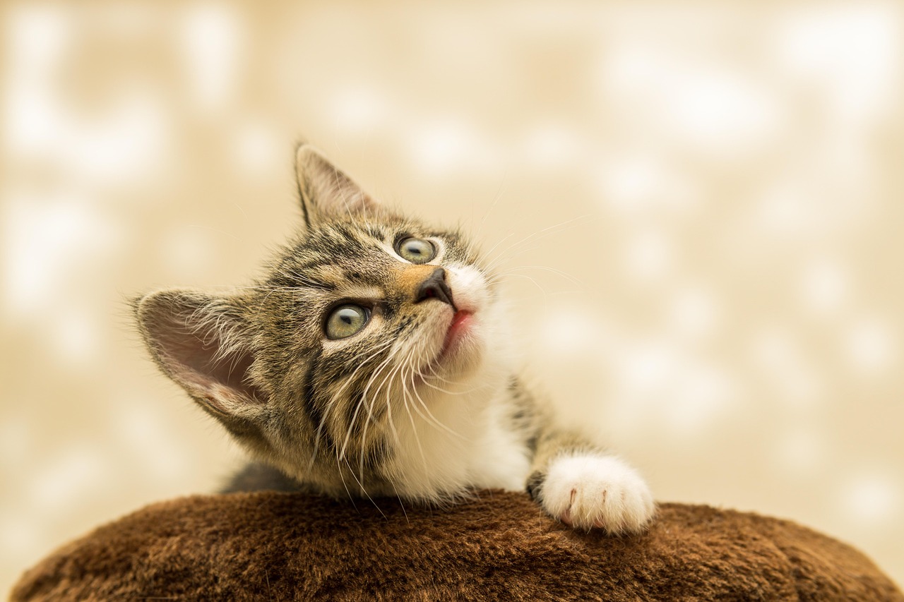 ng vật, animal, pet, thú cưng, mèo, cat - guvo59