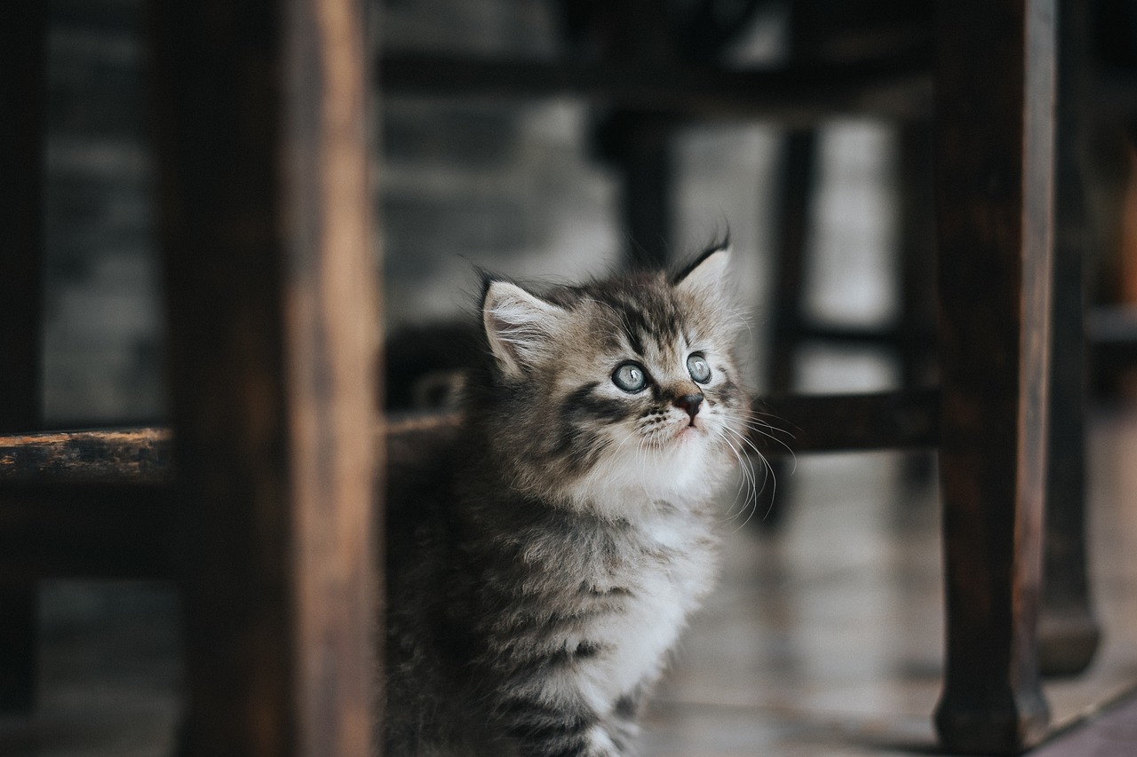 ng vật, animal, pet, thú cưng, mèo, cat - IqbalStock
