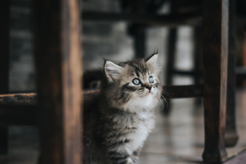 ng vật, animal, pet, thú cưng, mèo, cat - IqbalStock