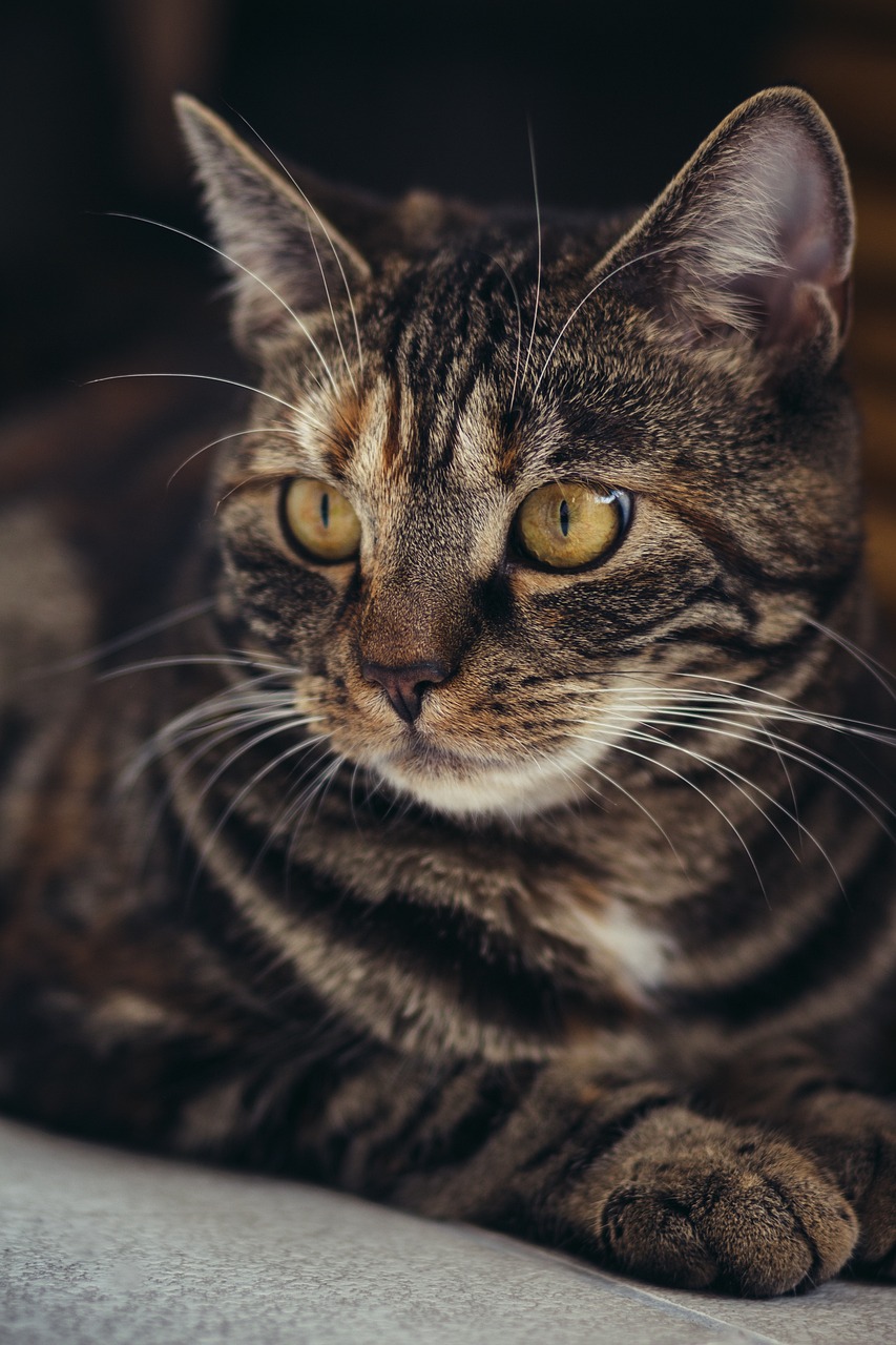 ng vật, animal, pet, thú cưng, mèo, cat - KAVOWO