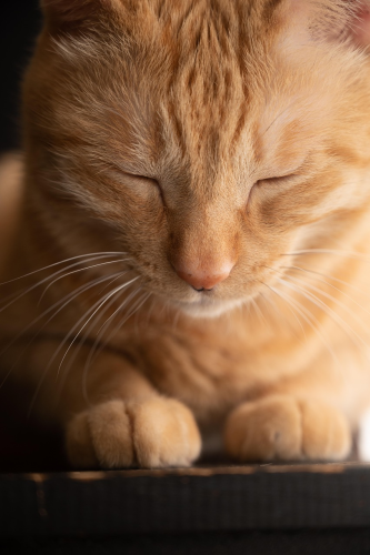 ng vật, animal, pet, thú cưng, mèo, cat - lapisbleue