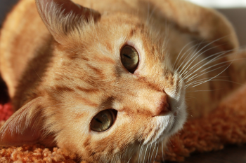 ng vật, animal, pet, thú cưng, mèo, cat, mèo cam -OrsiO