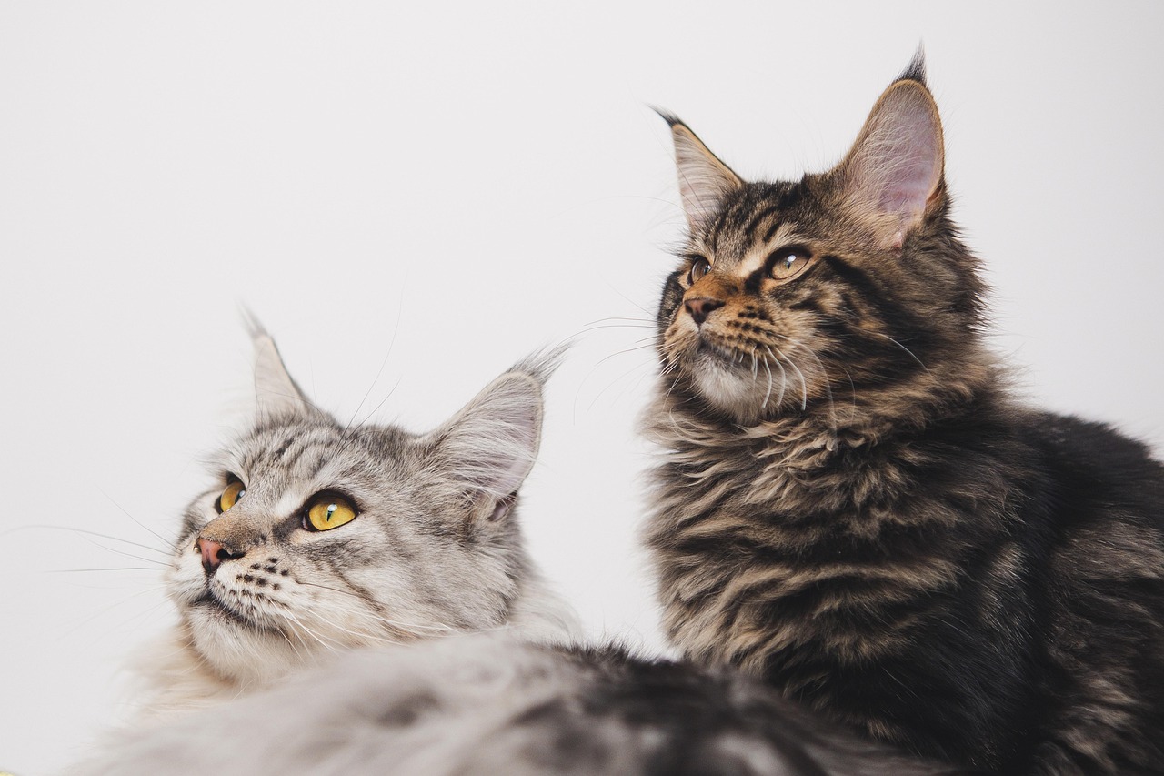 ng vật, animal, pet, thú cưng, mèo, cat - miezekieze