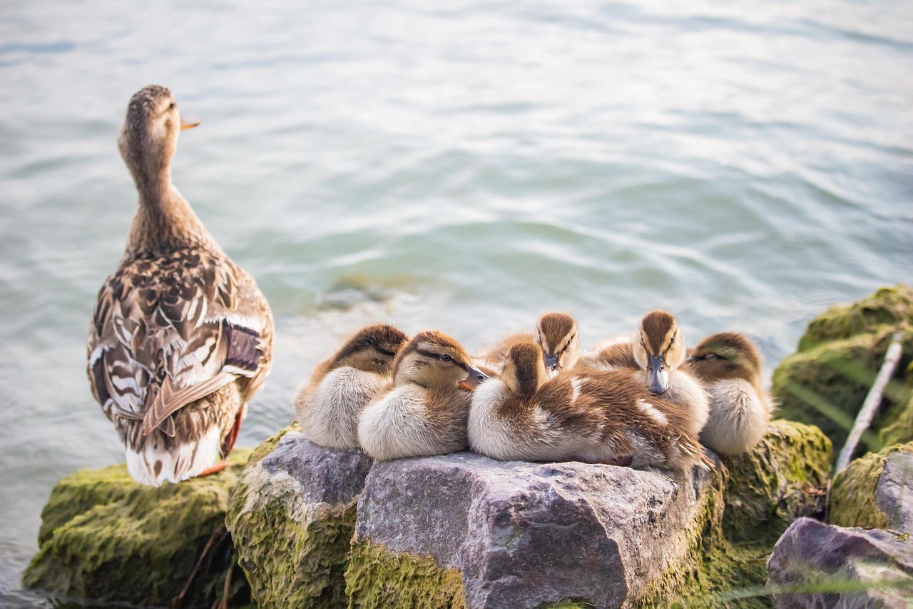 ng vật, animal, vịt, duck -MolnarSzabolcsErdely