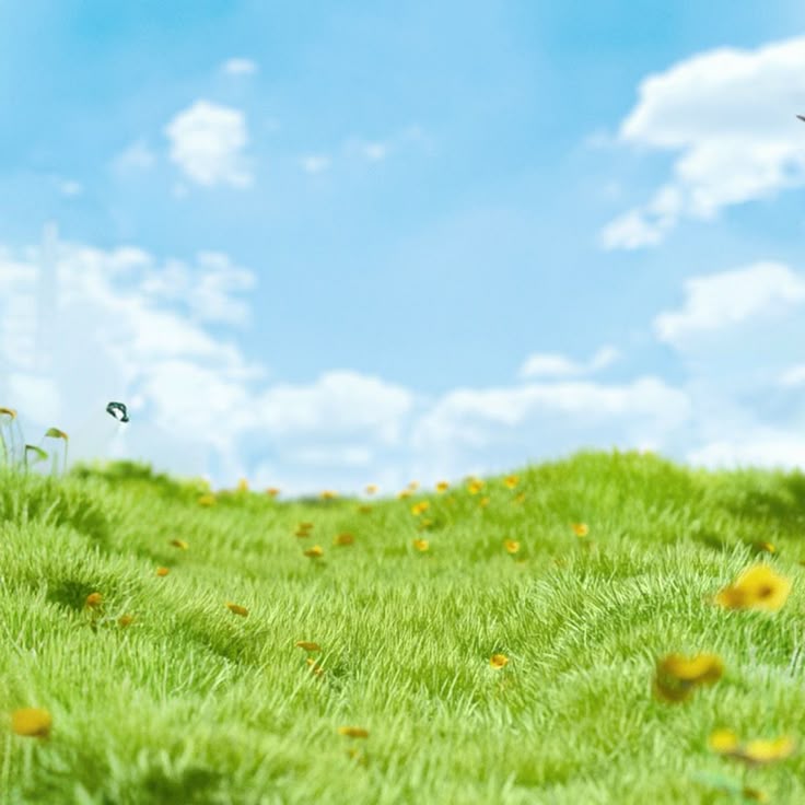 Nền, nền cỏ, hình nền, background, grass, bãi cỏ