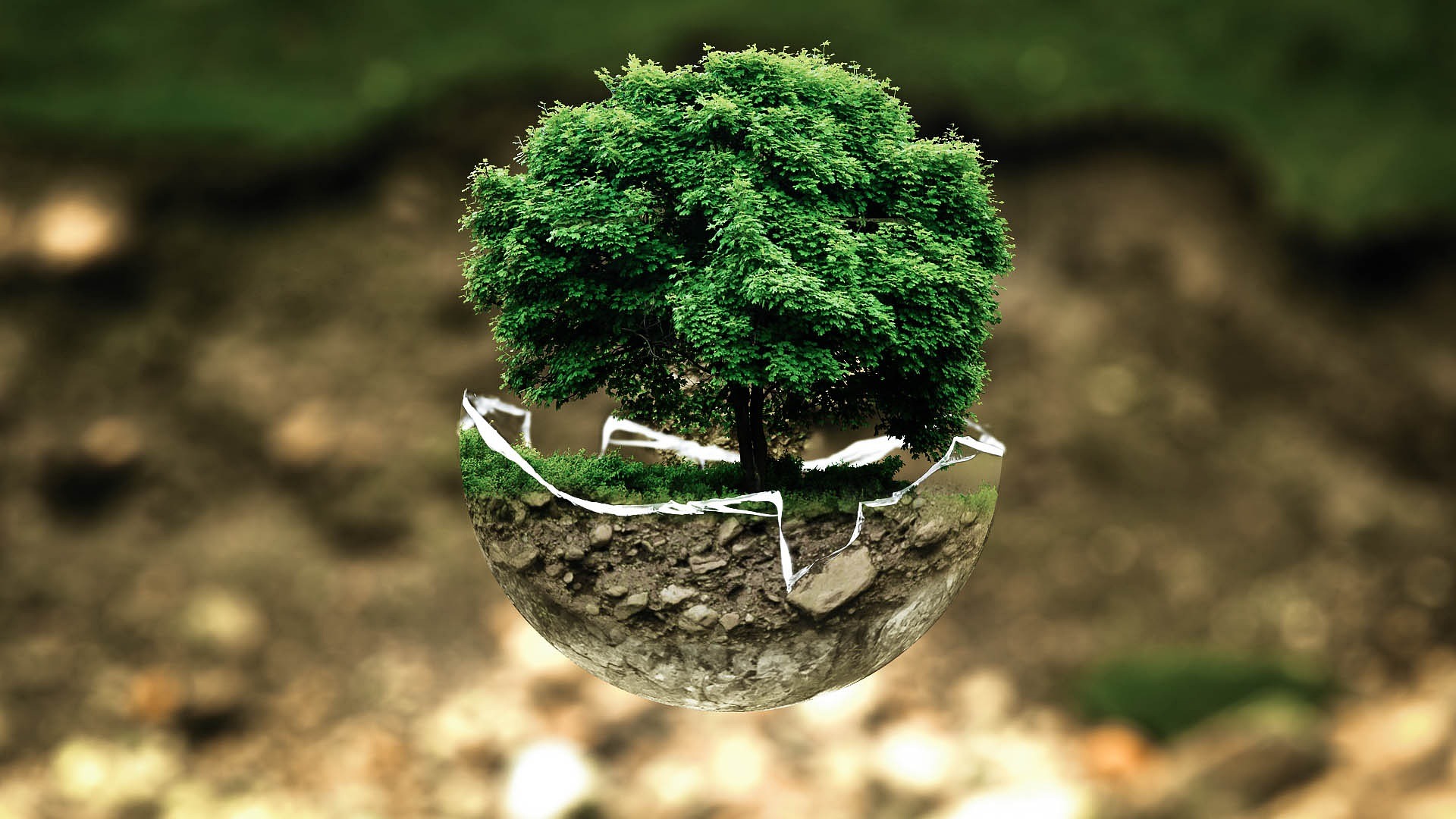 Môi trường, rác thải, tái chế, environment, waste, recycling, cây, tree 4