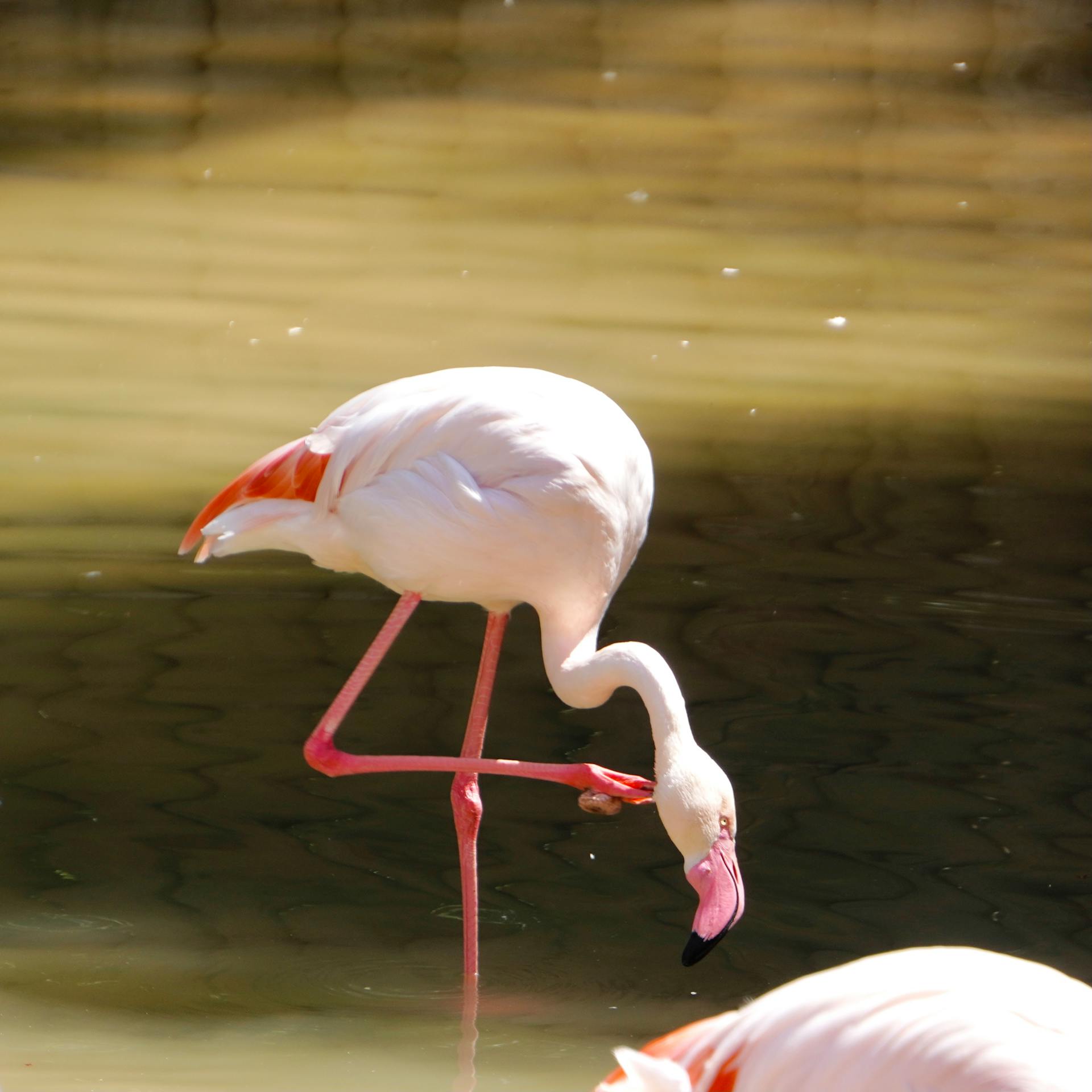 Hồng hạc, hạc, flamingo, animal, động vật