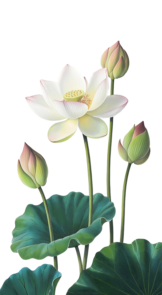 Hoa sen, hoa, flower, lotus