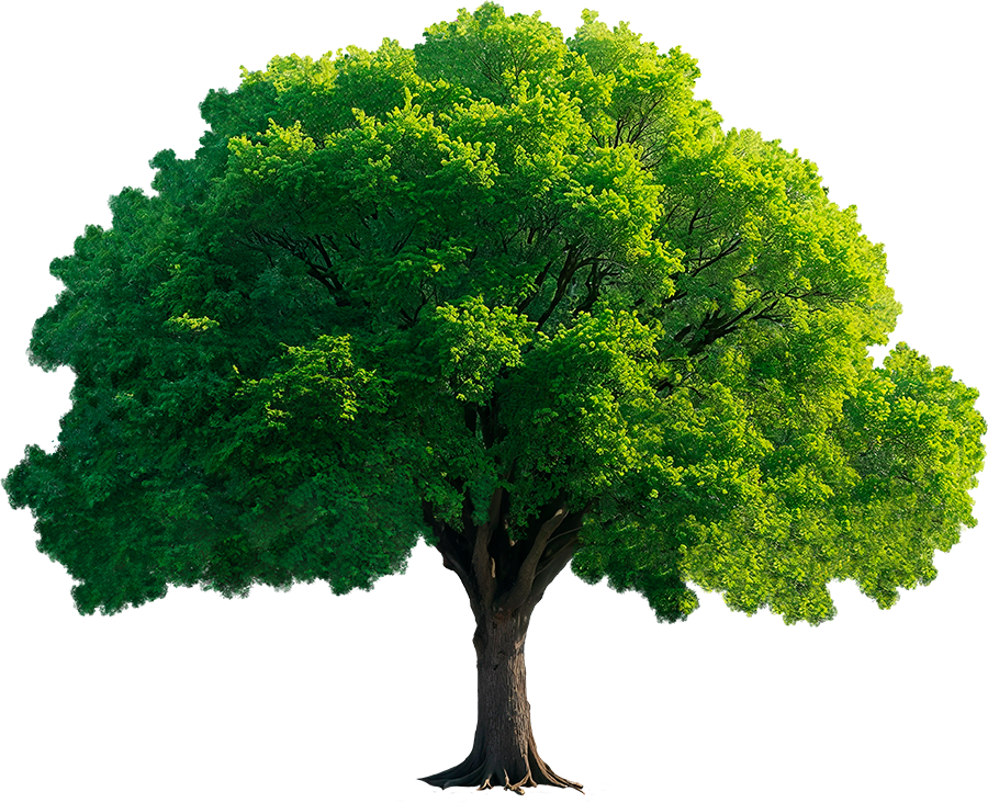 Cây xanh, cây, tree, cỏ, grass, thiên nhiên, natural 5