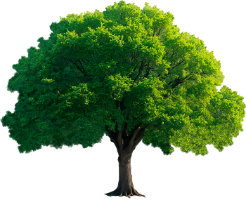 Cây xanh, cây, tree, cỏ, grass, thiên nhiên, natural 5
