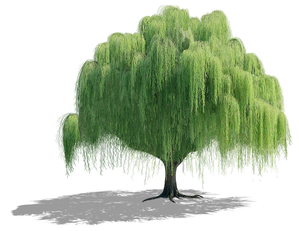 Cây xanh, cây, tree, cỏ, grass, thiên nhiên, natural 6
