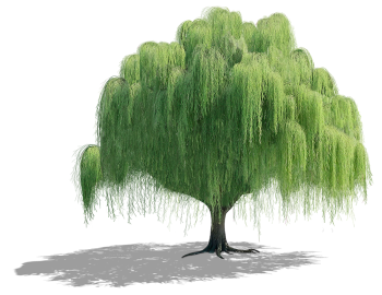 Cây xanh, cây, tree, cỏ, grass, thiên nhiên, natural 6