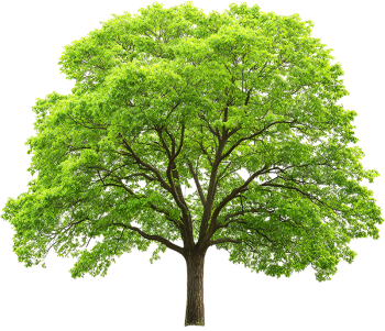 Cây xanh, cây, tree, cỏ, grass, thiên nhiên, natural