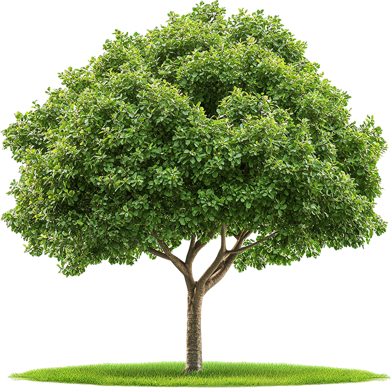 Cây xanh, cây, tree, cỏ, grass, thiên nhiên, natural 1